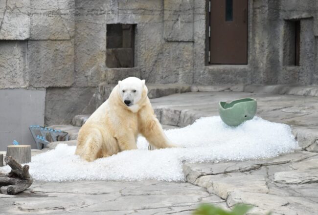 札幌市円山動物園に氷を贈りました！